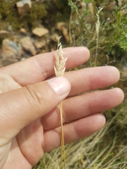 Festuca sibirica