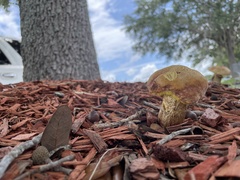 Exsudoporus floridanus
