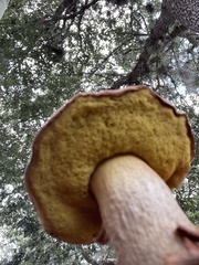 Exsudoporus floridanus