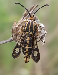 Chamaesphecia bibioniformis