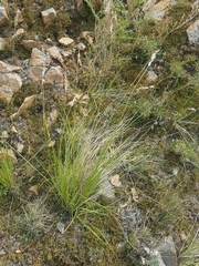 Festuca sibirica