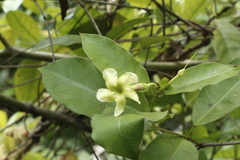 Mesechites trifidus