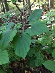 Dioscorea quaternata