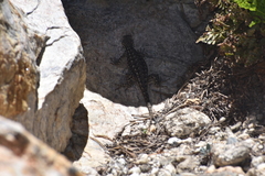 Sceloporus occidentalis taylori