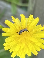 Hylaeus communis