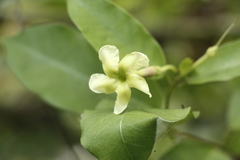 Mesechites trifidus