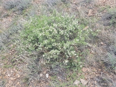 Atraphaxis frutescens