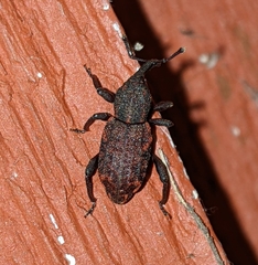 Steremnius carinatus