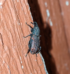Steremnius carinatus