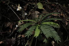 Biophytum dendroides