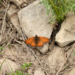 Melitaea cinxia