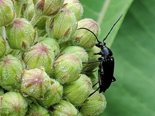 Mournful Long-horned Beetle photo 5