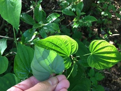 Dioscorea quaternata