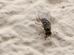 Lapposyrphus