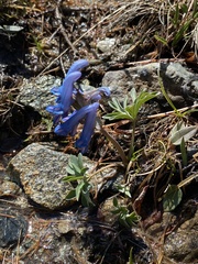 Corydalis sajanensis