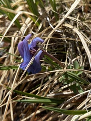 Corydalis sajanensis