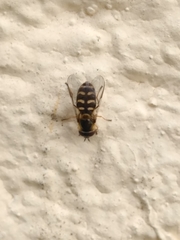 Lapposyrphus