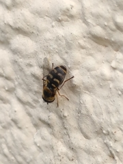 Lapposyrphus