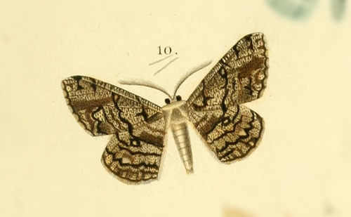 Hypomecis gnopharia