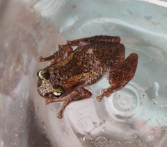 Nasutixalus medogensis
