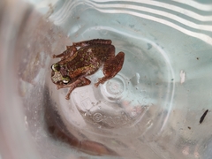 Nasutixalus medogensis