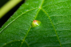 Didymomyia tiliacea