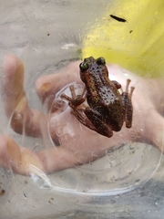 Nasutixalus medogensis