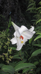 Lilium brownii