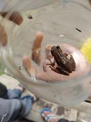 Nasutixalus medogensis