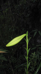 Lilium brownii