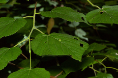 Didymomyia tiliacea