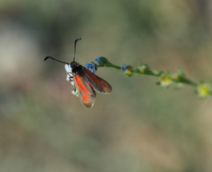 Zygaena punctum
