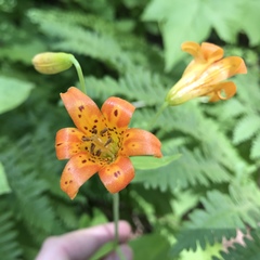 Lilium parvum