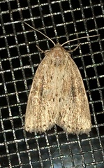 Photedes panatela