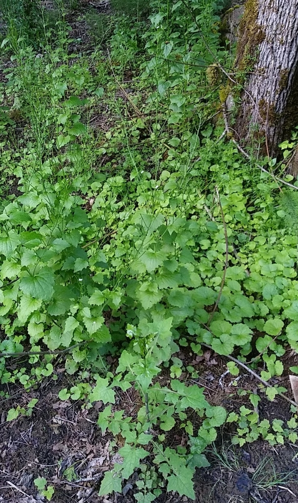 garlic mustard from Washington County, USOR, US on June 11, 2022 at 0822 PM by Casey Coleman