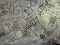 Gekko swinhonis