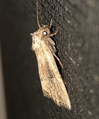 Photedes panatela