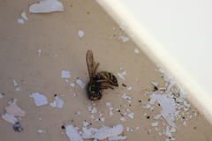 Vespula infernalis