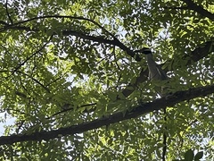Nyctanassa violacea