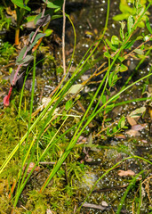 Cladium mariscoides