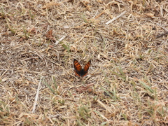 Lycaena phlaeas