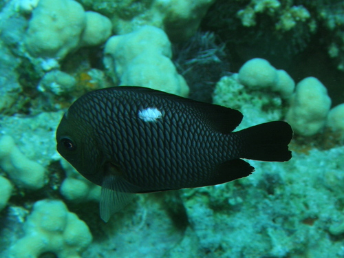 Dascyllus trimaculatus