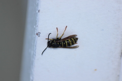 Vespula acadica