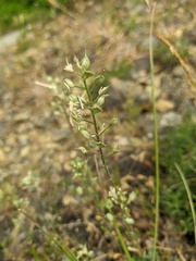 Alyssum hirsutum