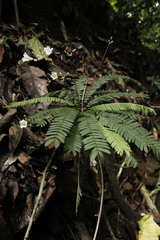 Biophytum dendroides