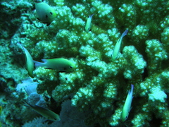 Dascyllus marginatus