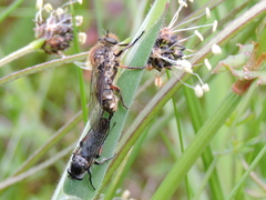 Leptarthrus brevirostris