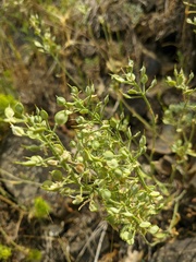 Alyssum hirsutum