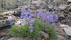 Penstemon aridus