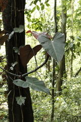 Philodendron erubescens